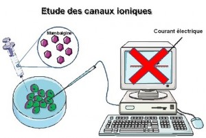 Conference thomas besson mars 2016 Cellule avec mambalgine