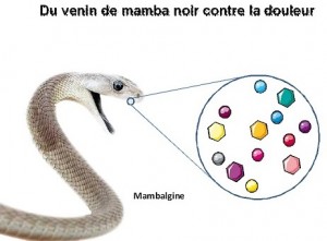 Conference thomas besson mars 2016 Mamba noir mambalgine