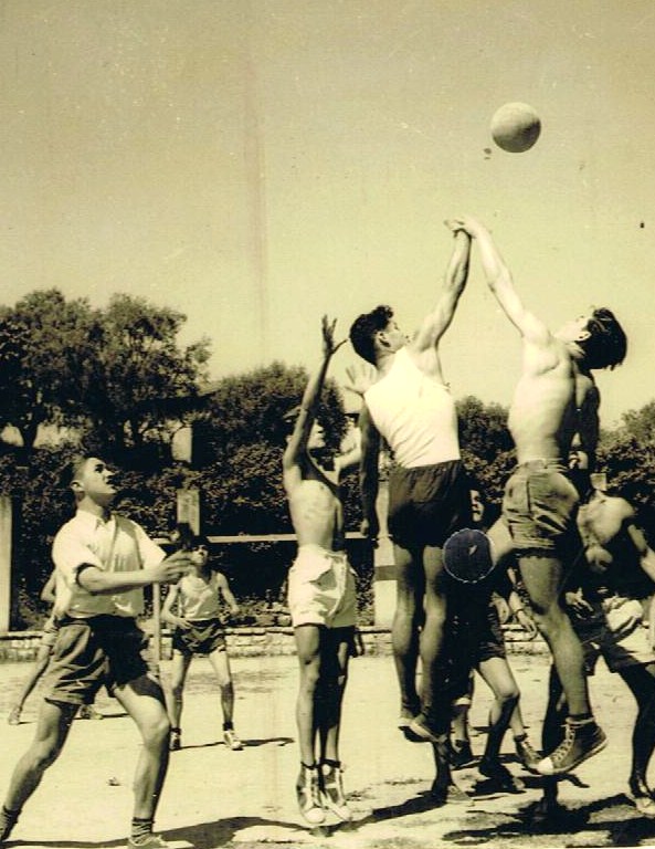 Sport aux eucalyptus: Basket.